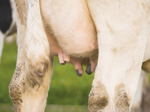 While the majority of phosphorus deficiency is subclinical, even subclinical deficiency can restrict milk production.