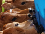 New Zealand company BioBrew is showcasing CalfBrew, a live animal probiotic, at Fieldays.