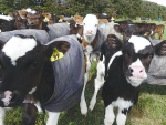 Calves donated by dairy farmers raised $1.4 million last year.