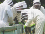 Things are looking up for the country’s bee industry, following a couple of difficult years.