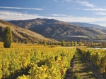 Stunning scenery and superb wines are attracting more tourists to Central Otago. Photo Mt Difficulty Wine Ltd, supplied by NZW.