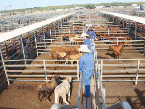 Bovaer has been found under Australian feedlot conditions to reduce cattle methane emissions by up to 90%.