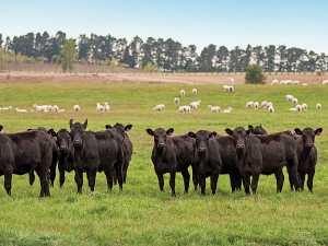 Keeping cow size moderate while maximising weight of finishing cattle at 18 months of age seems to be a bit of a pipe dream.