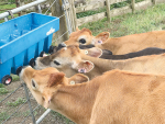Colostrum is very energy and nutrient dense, which is helpful when feeding a very young calf with an immature digestive system.