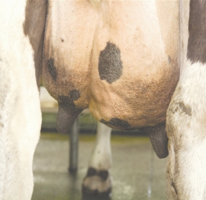 Teat washing helps milk quality
