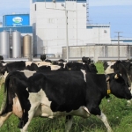 Milk production up 4% but slowing
