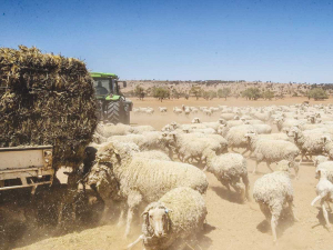 The Meat &amp; Livestock Australia says sheep numbers will fall 3.5% this year.