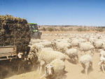 The Meat & Livestock Australia says sheep numbers will fall 3.5% this year.