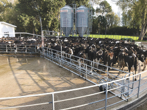 The Dungbuster Auto yard cleaning system is now employed at many dairy sheds around the country.