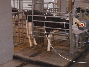 Lely Calm ensures calves receive smaller, more frequent portions throughout the day.