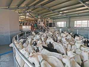 Increased interest in dairy goat farming has in turn increased demand for new milking technology.
