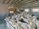 Goat farming on the rise