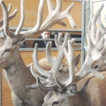 Stag sales steady