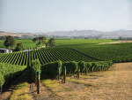 New Climate Modelling Platform Helps NZ Growers Make Long-Term Vineyard Decisions