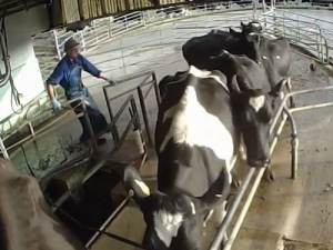 Sharemilker caught mistreating cows stood down
