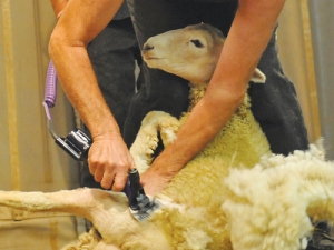 David Fagan knocked out a fleece in 24 seconds using the Handypiece-Pro.