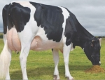 New crop of graduate sires