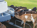 Calves should be fed at the same time each day to minimise stress.