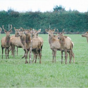 Deer sector’s Tb success story