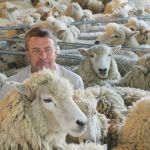 For 20 years Stephen Siemonek has been looking after the sheep at the Golden shears.