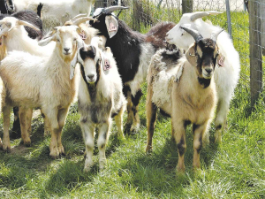 Milk payout has slumped 30% over the past three years, forcing some dairy goat farmers to sell up.