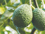 Newly announced World Avocado Congress 2023 keynote speaker Eric Imbert says the golden age is over for avocados.