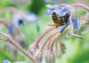 Selenium link to bee problems