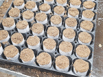 Biodegradable paper pots or cells hold individual seedlings that can be planted directly into the ground without disturbing the roots of the crop.