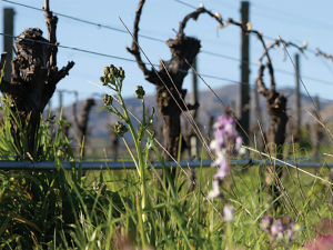The Organic &amp; Biodynamic Winegrowing Conference