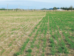 Which pasture would you rather end up with? The result of sowing bare seed (left) next to treated.