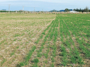 Which pasture would you rather end up with? The result of sowing bare seed (left) next to treated.
