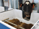Cows supplied by Pamu have been introduced to the purpose-built barn where their methane measurements are collected.