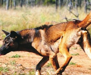 Aussies target dogs, pigs, rabbits