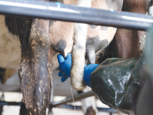A vaccine, claiming to be the first specific product against the most common cause of environmental mastitis was launched last month.