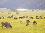 Paris Agreement debate splits NZ farm sector