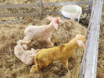 Beef + Lamb NZ's Lambing Kit Checklist for a Tough Season