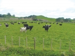 OAD milking may not reduce pasture demand but it slows the rate at which cows lose weight.