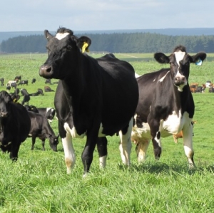 Dairy industry launches workplace accord