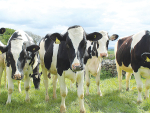 Methane campaign is 100% politics