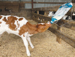 Colostrum bag gives calves a great start