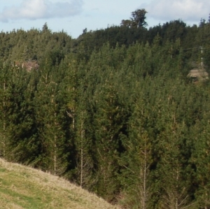 Forest grant scheme will help control erosion