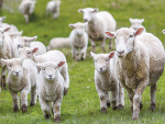 If you set-stock too early, ewes will eat more than they need and drop the pasture cover in their paddocks to a level that restricts intake.