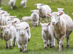 If you set-stock too early, ewes will eat more than they need and drop the pasture cover in their paddocks to a level that restricts intake.