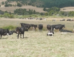 Northland getting dry, other parts ok