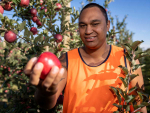 Maatutaera Tipoki Akonga is a finalist in this year’s Ahuwhenua Young Māori Grower Award.