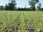 Perennial ryegrass or any short term ryegrass can be sown through to about Anzac Day.