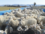 The importance of managing ewes in late pregnancy and early lactation
