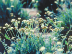 Guayule is a desert-adapted shrub that can be used for several products, but most notably as a natural rubber for tyres.
