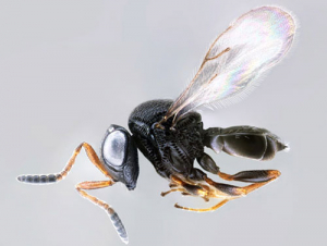 Samarai wasp.