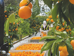 Around 20 hectares of T&amp;G Global&#039;s mandarin orchards in Northland have transformed to a later season variety over the past two years.